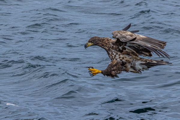 Lofoten Seeadler