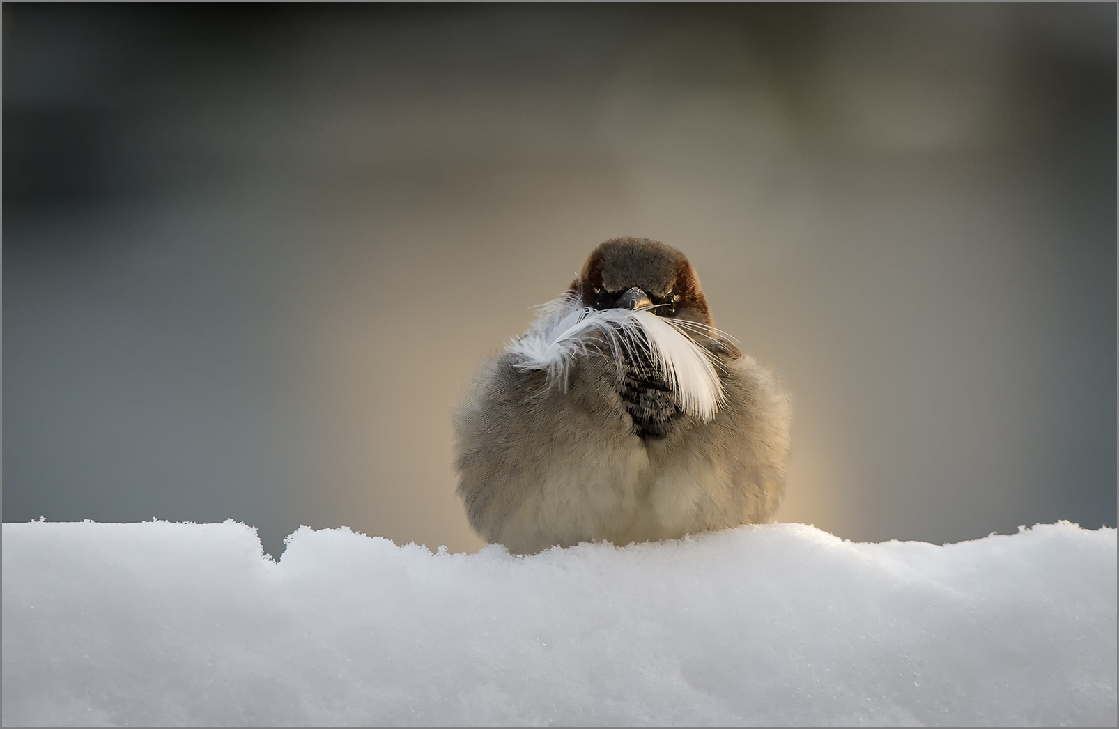 "Lofoten-Sperling"