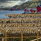 Lofoten - Stockfisch