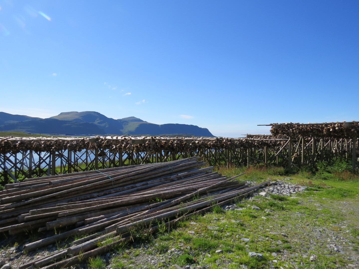 Lofoten stockfisk