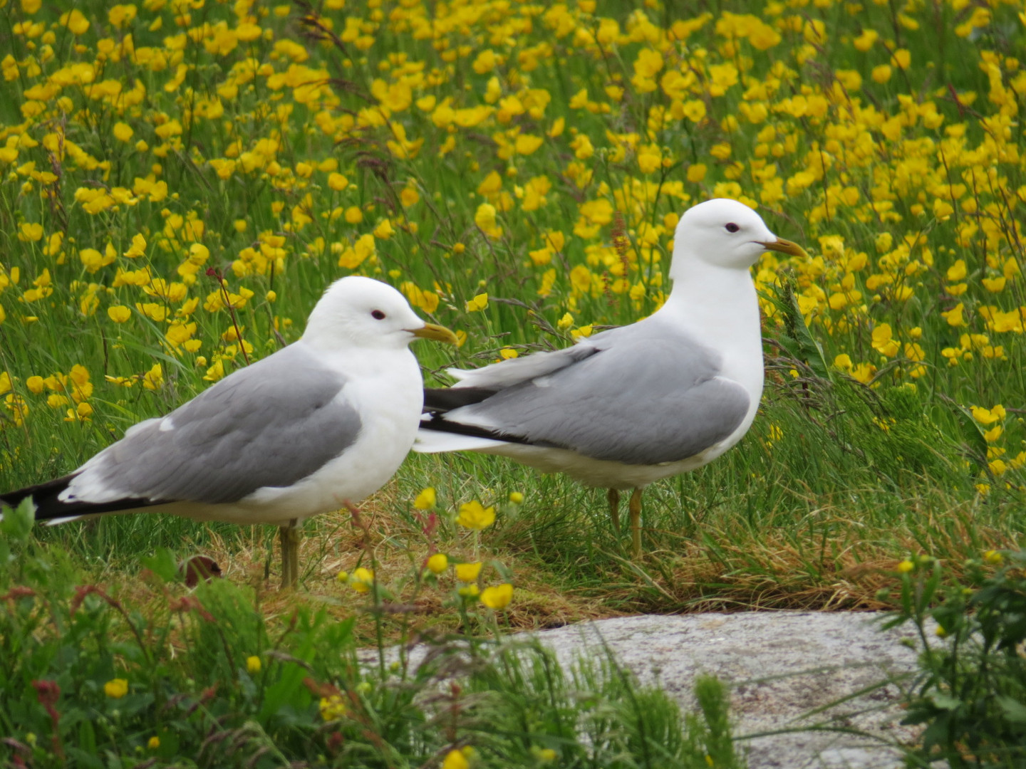 Lofoten Tierleben