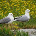 Lofoten Tierleben