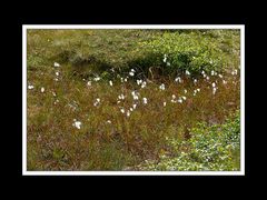 Lofoten-Vestvågøy 052