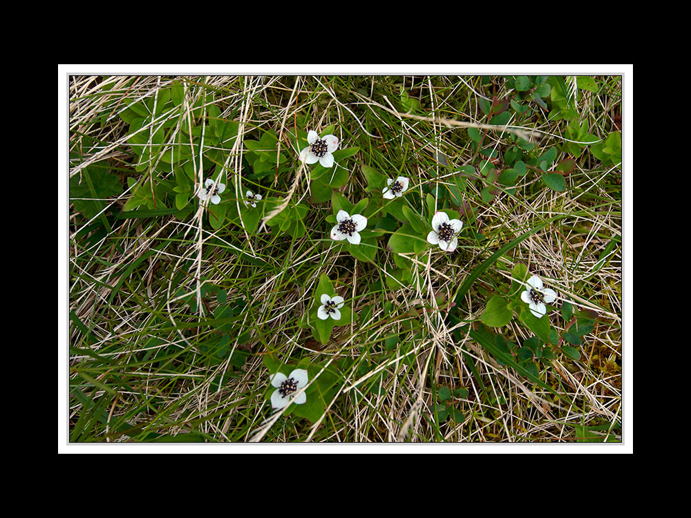 Lofoten-Vestvågøy 064