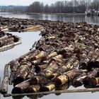 Log Booms on the Fraser River