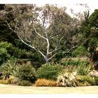 Logan Botanic Garden  .............