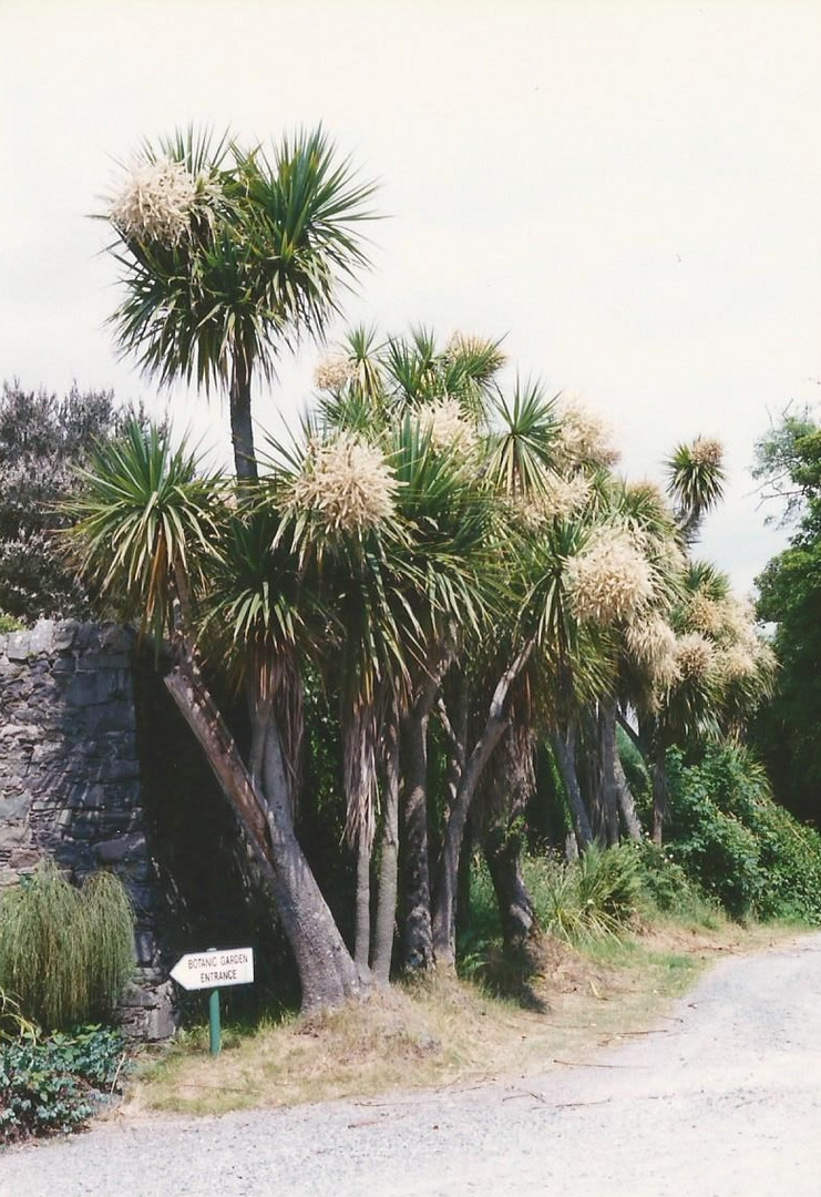 Logan Botanic Garden Galloway Schottland