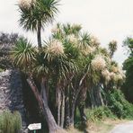 Logan Botanic Garden Galloway Schottland