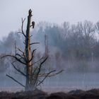 Logenplätze im Morgengrauen