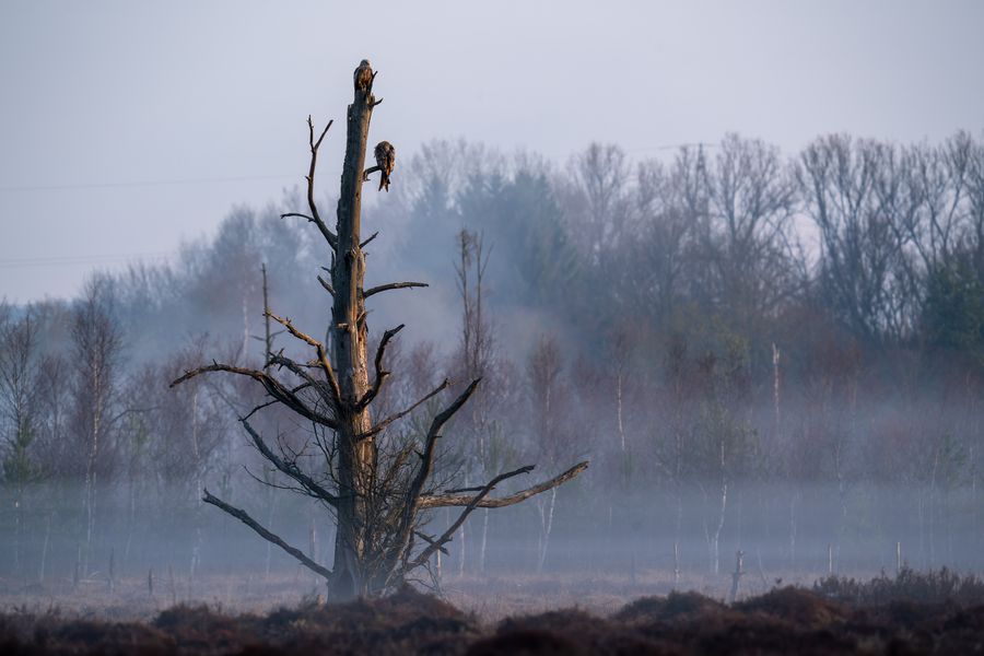 Logenplätze im Morgengrauen