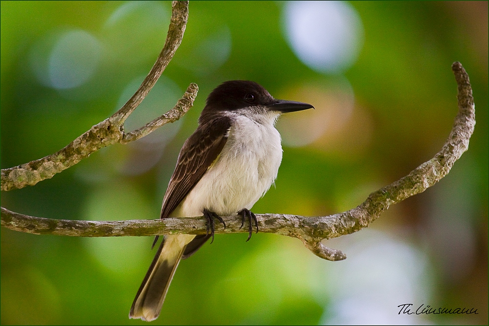 Loggerhead Kingbird