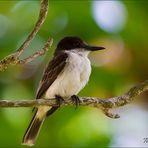 Loggerhead Kingbird