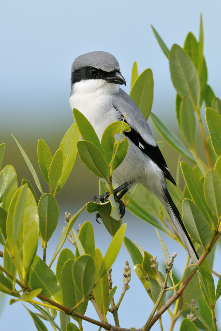 Loggerhead Shrike