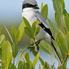 Loggerhead Shrike