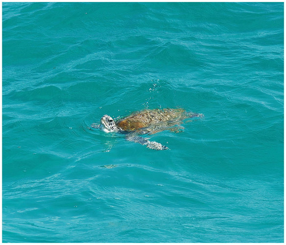 Loggerhead Turtle - Australien