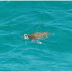 Loggerhead Turtle - Australien