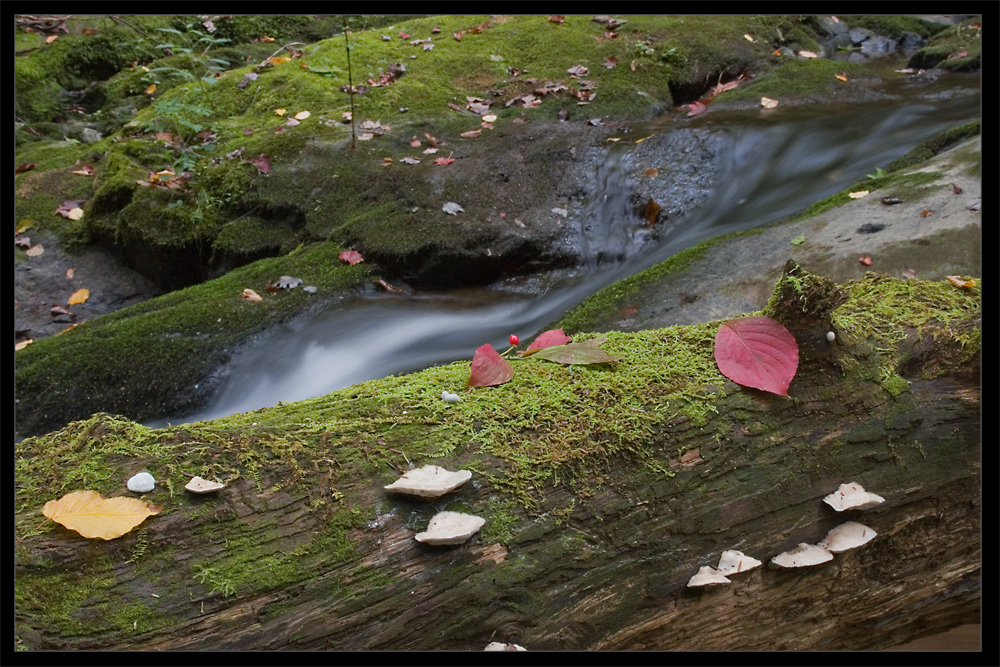 Logs and Falls