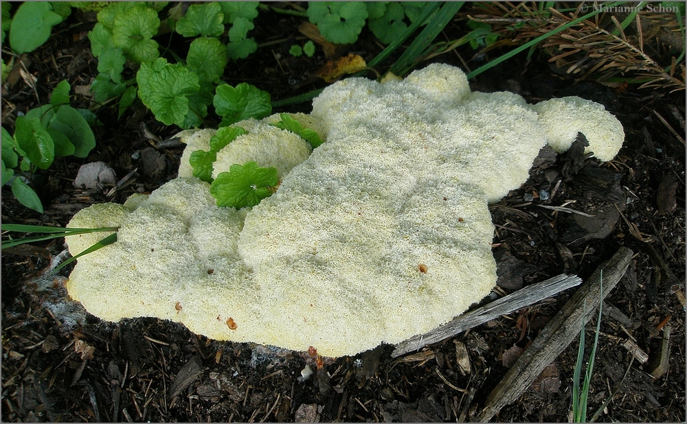 Lohblüte in weiß...