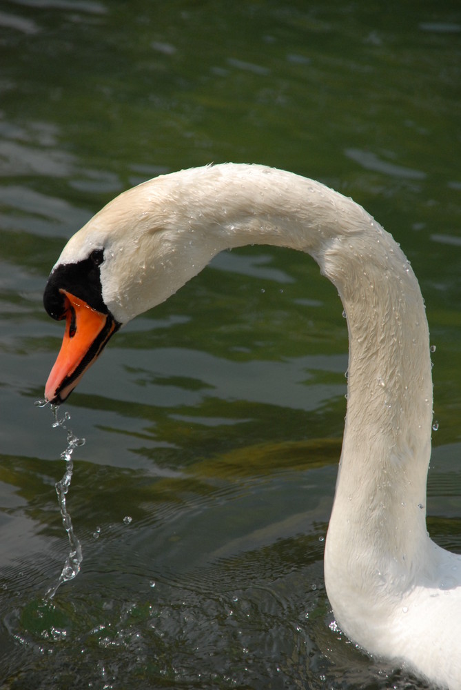 Lohengrin Foto & Bild tiere, natur Bilder auf