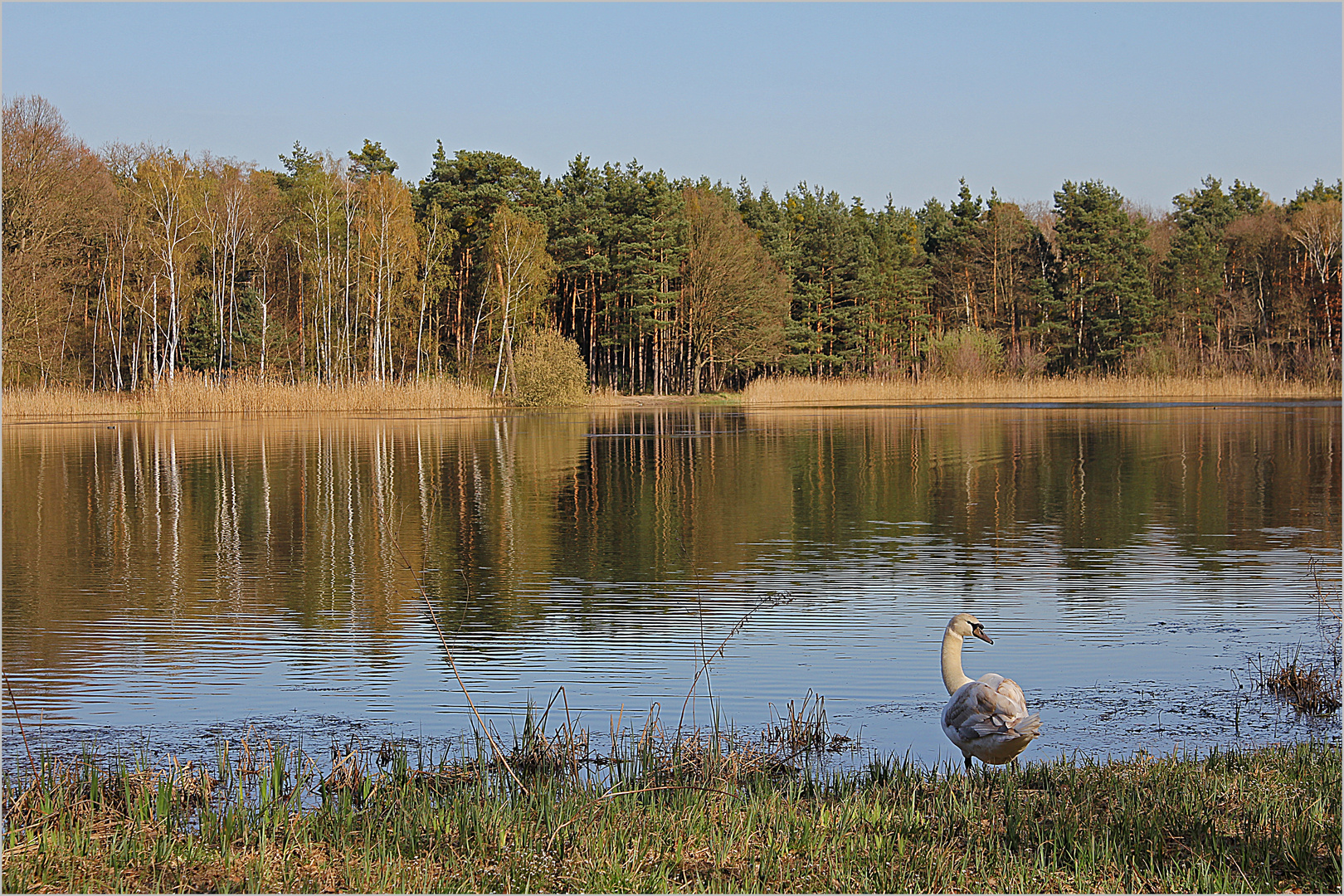 Lohengrin