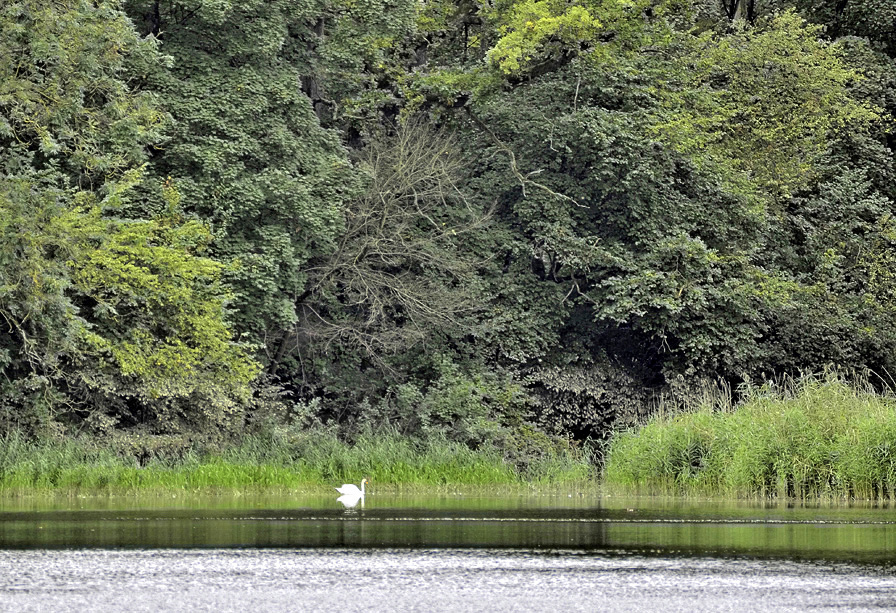 Lohengrins Schwan