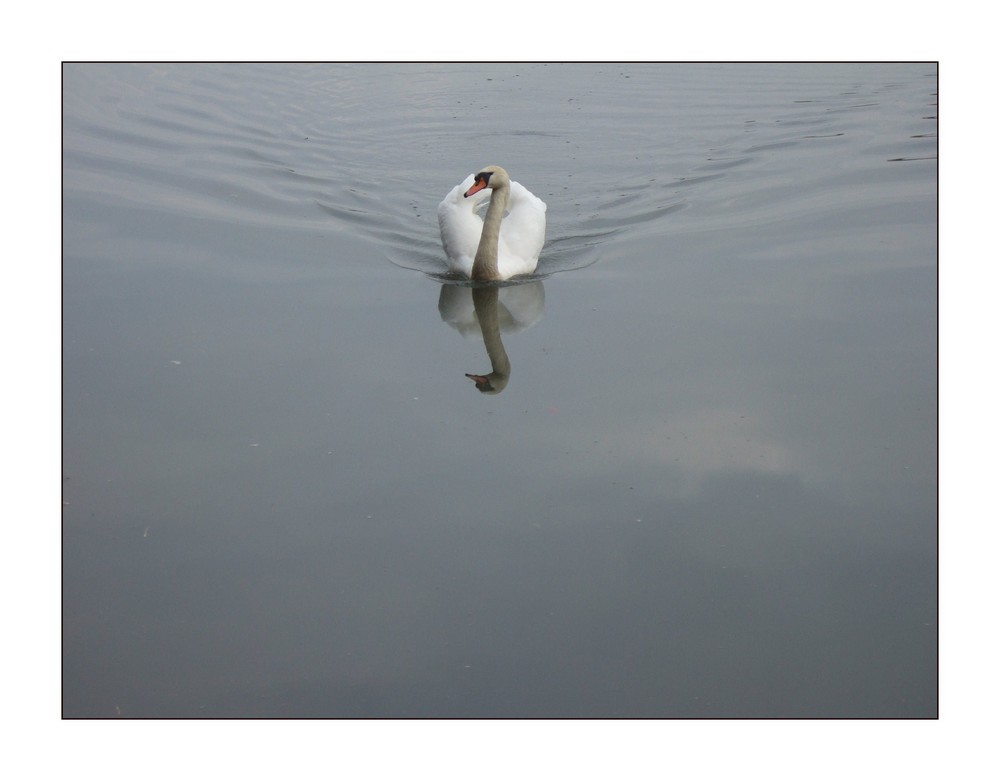 Lohengrin`s Schwan