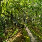 Lohme Höhenuferweg