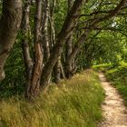 Lohme Höhenuferweg