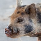 Lohnende Haustier Besichtigung - I