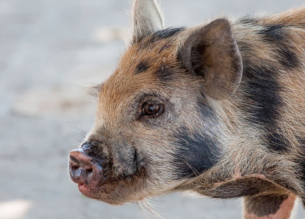 Lohnende Haustier Besichtigung - I