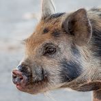 Lohnende Haustier Besichtigung - I