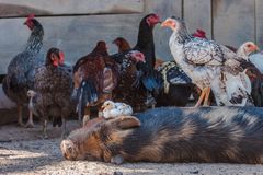 Lohnende Haustier-Besichtigung - III