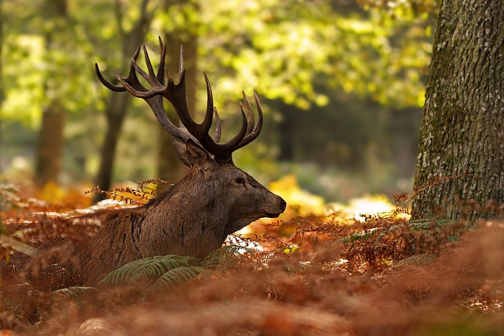 ...loin dans ma forêt...