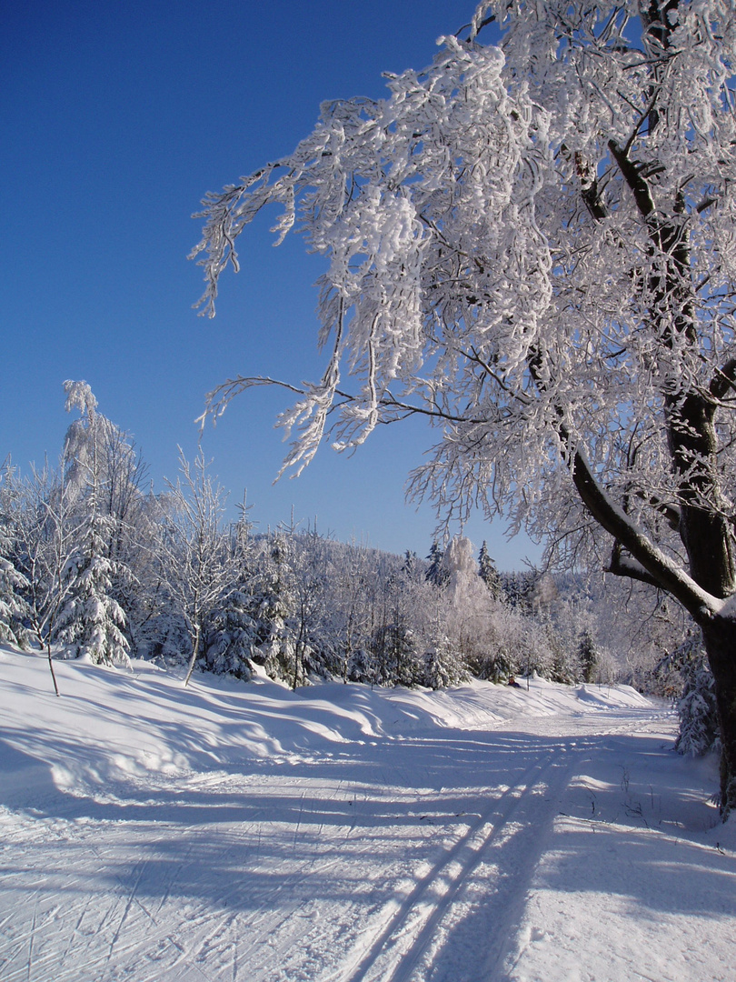 Loipe im Thüringer Wald