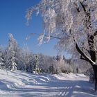 Loipe im Thüringer Wald