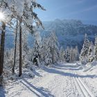 Loipe im Winterzauberwald