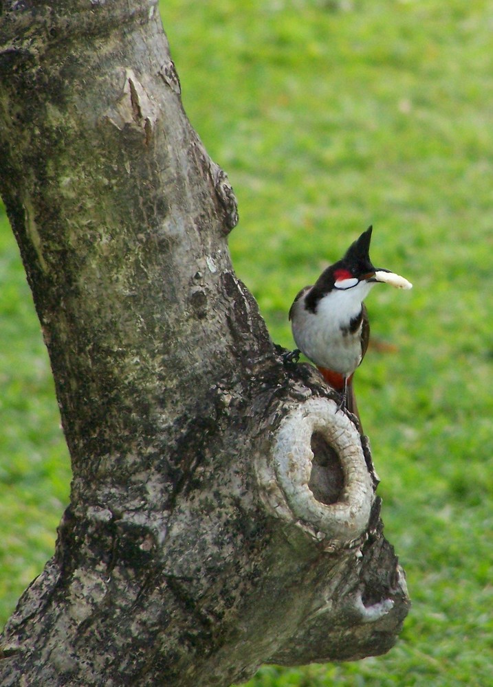 L'oiseau à crête noire