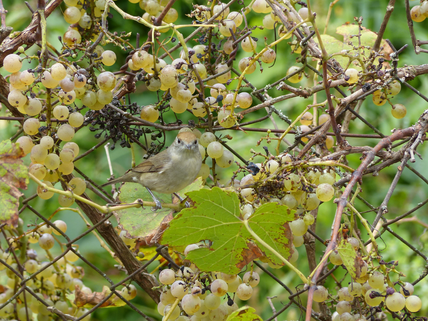 l'oiseau aux raisins