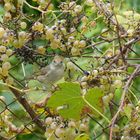 l'oiseau aux raisins