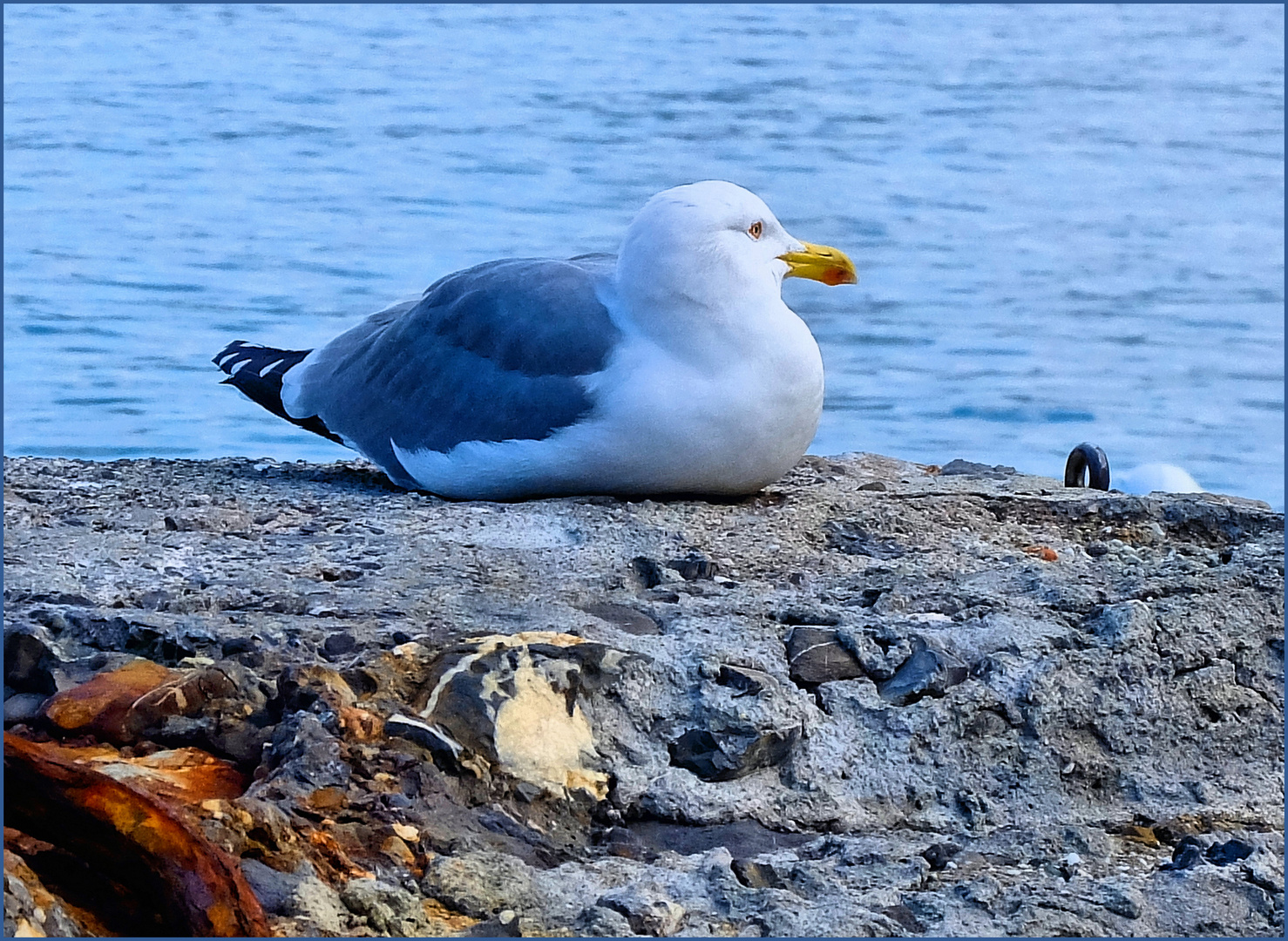 L'oiseau bleu