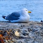 L'oiseau bleu