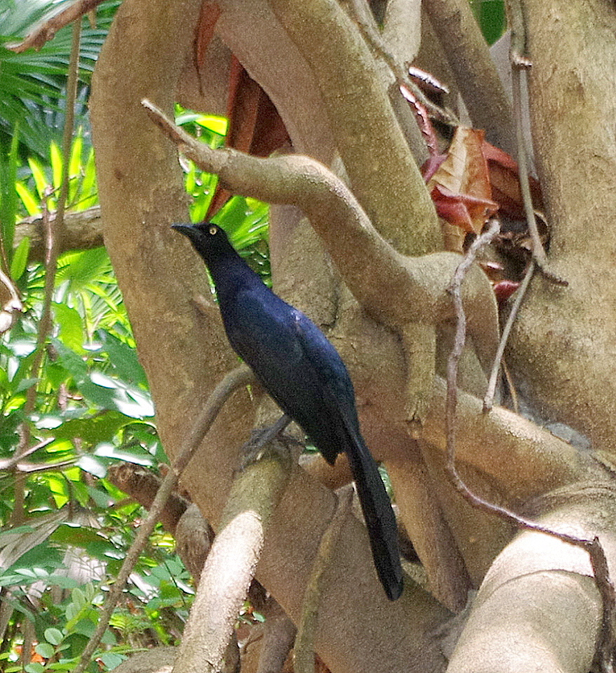 L'oiseau bleu ....