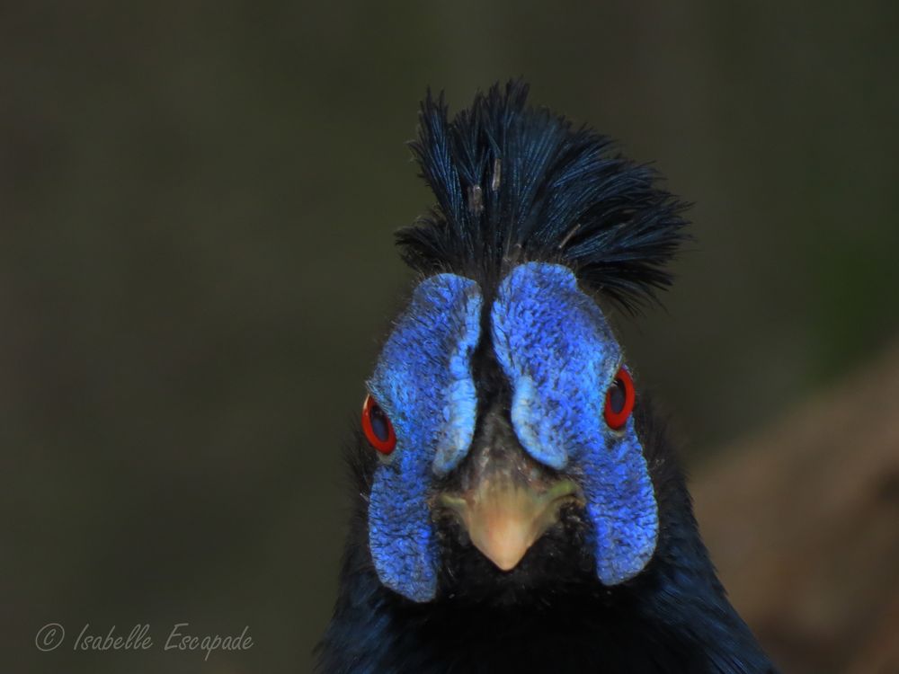 L'oiseau Bleu