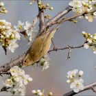 L'oiseau butineur ...