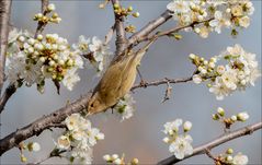 L'oiseau butineur ...