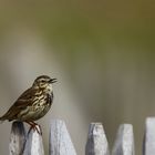 l'oiseau chante