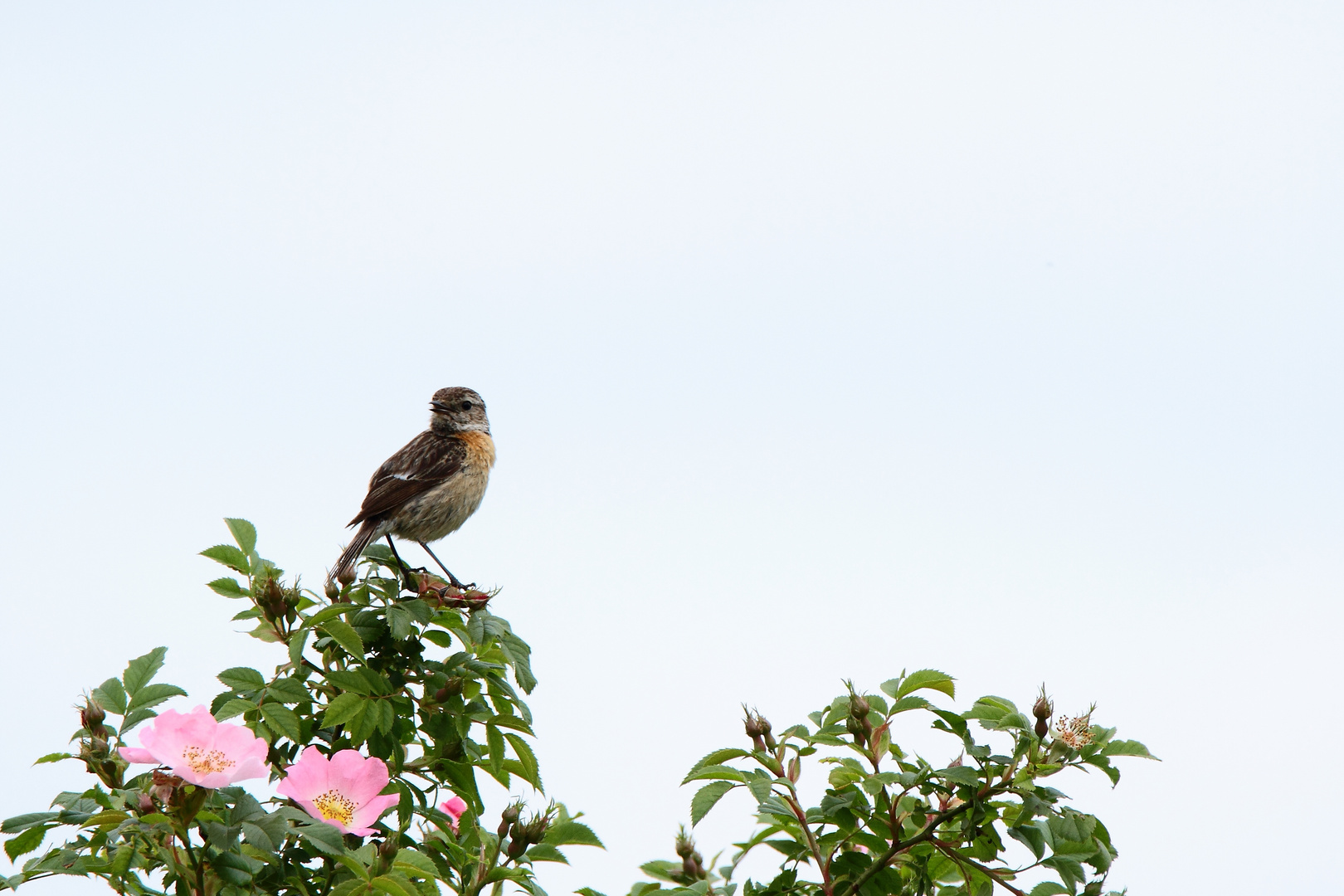 l'oiseau chante