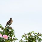 l'oiseau chante