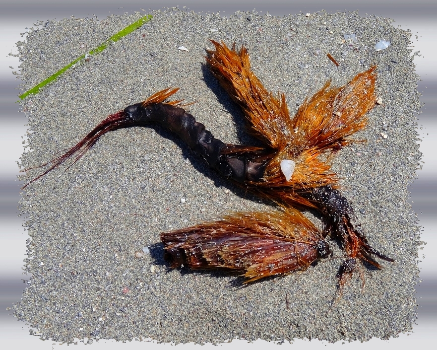 L'oiseau crée par la mer