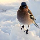 L'oiseau dans la neige